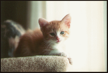 kitty2.gif (44155 bytes)
